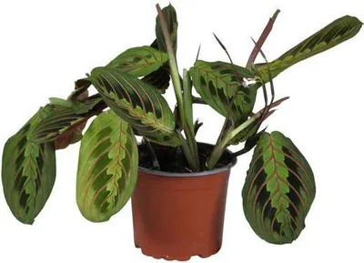 Obrázek produktu pro Pokojová rostlina Maranta leuconeura Fascinator, modlitební rostlina, Ø12cm
