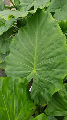 Image de Alocasia macrorrhiza / Oreille d'Elephant