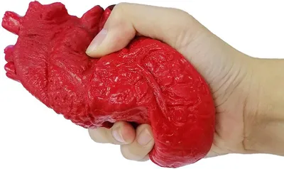 Obrázek produktu pro Realistický model lidského srdce, antistresová hračka, redukce úzkosti pro dospělé a děti, ADHD, autismus