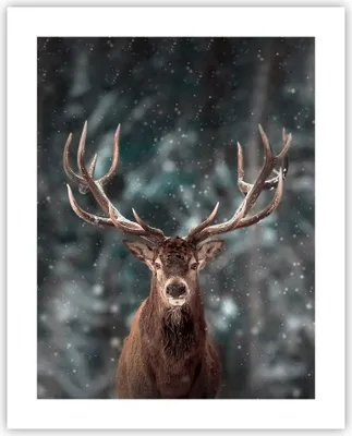 Produktbild von Poster - Poster ohne Rahmen - Hirsch Hirsch Winter - 40x50 cm - Wand Bild - Wanddeko - Wandbilder - Kunstposter - Wandposter - Bilder - Kunstdruck - Wanddekoration - Wandbild - P2XPA40x50-4998