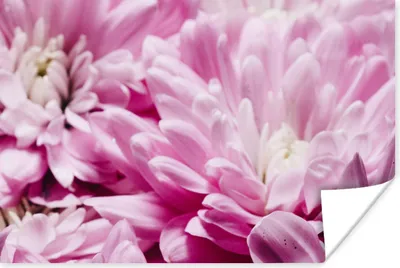 Produktbild von MuchoWow® Poster Blumen - Rosa - Natur 120x80 cm - Bilder
