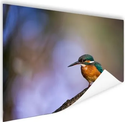 Produktbild von MuchoWow® Poster Eisvogel-Fotodruck 120x80 cm - Bilder