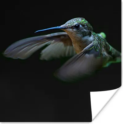 Produktbild von MuchoWow® Poster Kolibri - Vogel - Grün 50x50 cm - Wohnzimmerdekoration