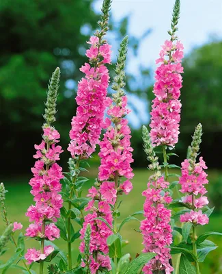 Zdjęcie produktu dla Lythrum salicaria 'Blush', Blutweiderich, różowy, ok. 11x11 cm Topf