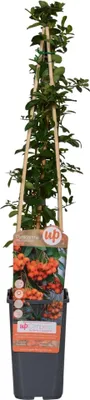 Produktbild von Feuerdorn – Pyracantha 'Orange Glow' – Ø15cm – ↕65cm – Immergrüner Strauch mit oranger Beerenpracht – Ideal als Sichtschutz & Vogelschutzhecke