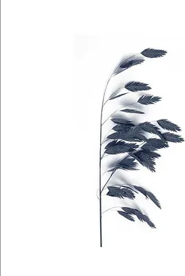 Produktbild von TPFLiving Kunstdruck LW-1711 (OHNE RAHMEN) Poster - Leinwand - Wandbild - Hochauflösender Giclée-Druck, langlebig und hochwertig - Botanisches Aquarell - Blaue Blüten und Blätter -  - Größe: 15x20cm