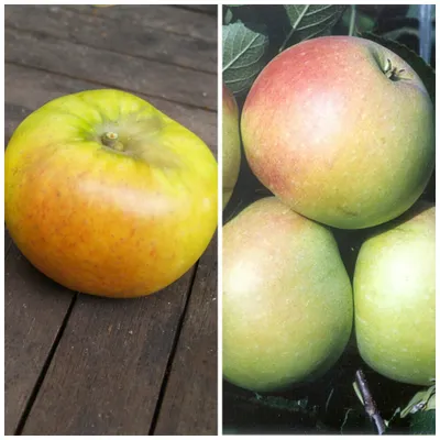 Produktbild von Duo Apfelbaum mit verschiedenen Apfelsorten Idared - Braeburn M26