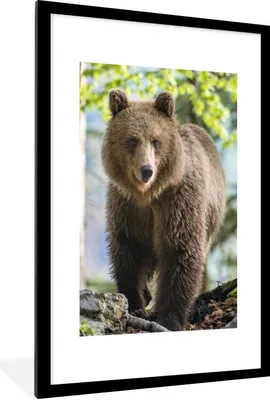 Produktbild von MuchoWow® MuchoWow® Gerahmtes Poster Bär - Braun - Wald 60x90 cm - Poster mit zchwarzem Bilderrahmen - Dekoration - Wandposter Wohnzimmer - Hochwertig