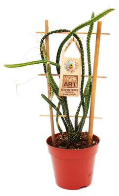 Image de La reine de la nuit - Selenicereus grandiflorus - pot de 12 cm