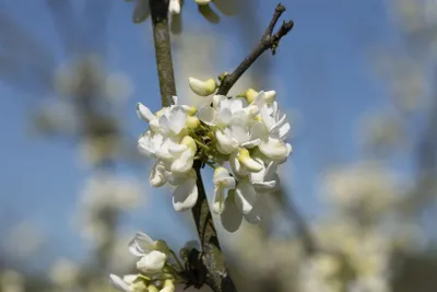 Produktbild von Cercis canadensis 'Texas White', Judasbaum, weiß, 80–100 cm