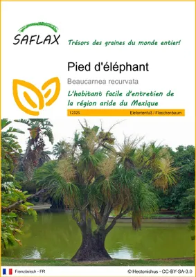 Image de SAFLAX  - Pied d'éléphant - 10 graines - Beaucarnea