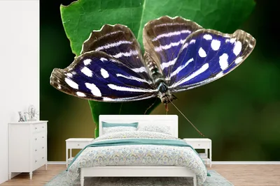 Produktbild von MuchoWow® Fototapete für Wohnzimmer oder Schlafzimmer Wandtapete Vinyl Motivtapete Blauer Meerbusenfalter - 390x260 cm - Papiertapete