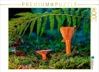 Produktbild von CALVENDO Puzzle Edel-Reizker (Lactarius deliciosus) 2000 Teile Puzzle quer | 2000 Teile Lege-Größe 90x67cm Foto-Puzzle für glückliche Stunden