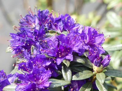 Produktbild von Rhododendron impeditum Enziana - Kleinblättrige Alpenrose Enziana - 20-25cm