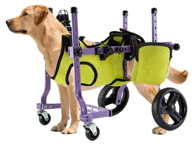 Produktbild von Hunde-Rollstuhl für Hinterbeine - Verstellbare Mobilitätshilfe - 4-Rad-Struktur