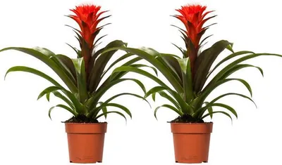 Zdjęcie produktu dla Guzmania Hope - bromelia - 2 rosliny doniczkowe, srednica 12cm - wysokosc ok