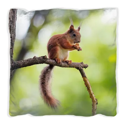 Produktbild von Wallario Premium Kissen, weiche Oberfläche, mit Motiv Eichhörnchen auf einem Ast, Größe: 60 x 60 cm, mit weißer Rückseite