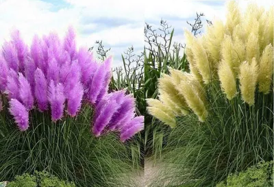 Produktbild von Set Frosthartes Amerikanisches Pampasgras Cortaderia Ziergras 1x rosa 1x weiß