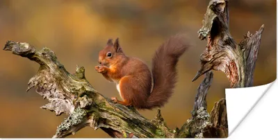 Produktbild von MuchoWow® Poster Eichhörnchen - Baumstamm - Wald 160x80 cm - Foto Poster