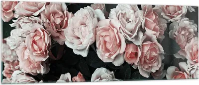 Produktbild von Bilder auf glas - Einteilig - Rosen Blumen Blätter - 140x50cm - Glasbilder - Wandbilder - Bilder - zum Aufhängen bereit - Wanddekoration aus Glas - Glas Bilder - Wandbild auf Glas - GAB140x50-4760