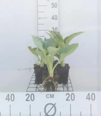 Produktbild von 6 x  Hosta hybr. 'Big Daddy' - Hosta - Topf 9 x 9 cm