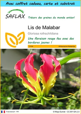 Image de SAFLAX Ensemble-cadeau - Lis de Malabar - 15 graines - Gloriosa