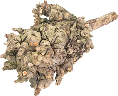 Produktbild von Kopfweide ca. 30-50cm | Dekoholz