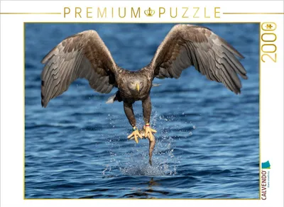 Produktbild von CALVENDO Puzzle Seeadler | 2000 Teile Lege-Größe 90x67cm Foto-Puzzle für glückliche Stunden