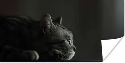 Produktbild von MuchoWow® Poster Ein American Shorthair liegt auf dem Tisch 80x40 cm - Wanddeko