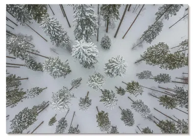 Produktbild von POSTER - 84x59 cm (A1) - TrueArt - Winterwaldfrieden, Minimalismus, Natürlichkeit -  Wandbild für Wohnzimmer Schlafzimmer & Flur, Modernes Poster Wanddeko, Ungerahmt