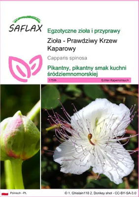 Zdjęcie produktu dla SAFLAX - Zioła - Prawdziwy Krzew Kaparowy - 25 Nasiona - Capparis spinosa