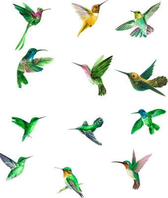 Produktbild von 12 Kolibri-Fensteraufkleber – Wunderschöne Antikollisions-Fensteraufkleber – Nicht klebende und wiederverwendbare Fensteraufkleber zum Schutz vor Vogelschlägen