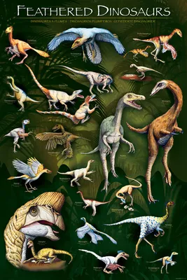 Obrázek produktu pro Vzdělávací - Vzdělávání - Plakát - Opeření dinosauři + 1 plakát o velikosti 61x91,5cm