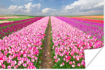 Produktbild von MuchoWow® Poster Tulpen - Sonne - Frühling 60x40 cm - Schlafzimmerdekoration