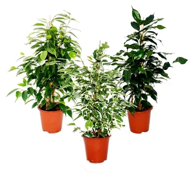 Produktbild von Ficus benjamini - 3er Set - Danielle - Anastasia - Twighlight 12 cm Topf
