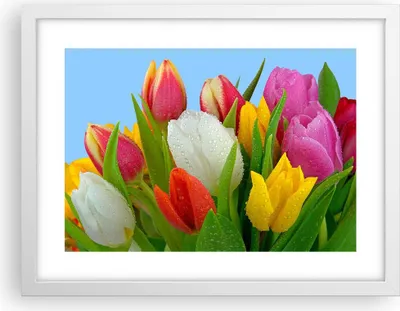 Produktbild von Gerahmtes Poster - Weißer Rahmen - Tulpen Blumenstrauß Blumen Tau - 40x30 cm - Wand Bild - Wanddeko - Wandbilder - Wandposter - Bilderrahmen - Bilder - Kunstdruck - Wandbild - P2WAA40x30-2526
