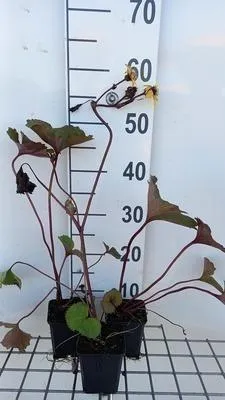 Immagine prodotto di 6 x Ligularia dent. desdemona' - Fiasco dorato - vaso 9 x 9 cm