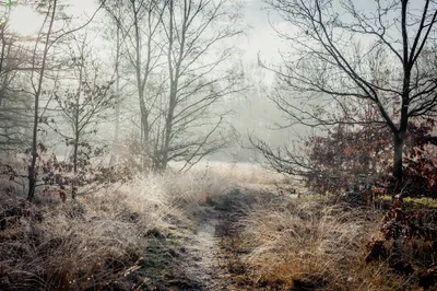 Zdjęcie produktu dla Fototapeta Krajobraz do Salonu 3D widok na Zamglony Las Przyroda Natura Tapeta Ścienna 152.5x104cm