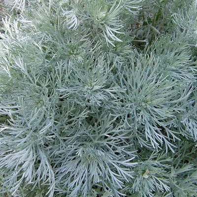 Produktbild von 6 x Zwerg Silber Raute  - Artemisia schmidtiana 'Nana'  | Topf 9cm x 9cm