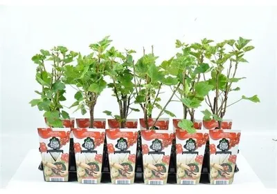 Produktbild von Rote Johannisbeere Ribes r. 'Jonkheer van Tets' 60-70 cm