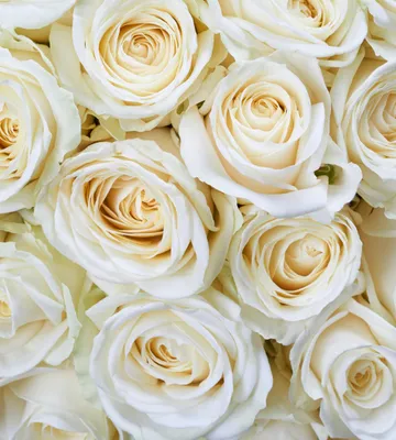 Produktbild von Fototapete - White Roses 225x250cm - Vliestapete