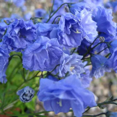 Obrázok produktu pre 6 ks rastlín Klokje - Campanula coclearifolia 'Baby Blue' | Kvetináč 9 cm x 9 cm