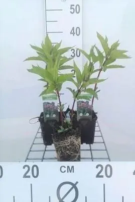 Productafbeelding van 6 x *Eupatorium maculatum* 'Riesenschirm' - Waterdraf - Pot van 9 x 9 cm