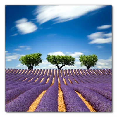 Produktbild von Wallario selbstklebende Möbelfolie/ Tischdecke für Innen und Außen, Größe: 80 x 80 cm - Abstraktes lila Blumenfeld mit Lavendel