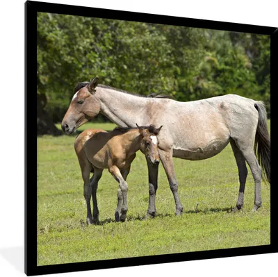 Produktbild von MuchoWow® Gerahmtes Poster Pferde - Gras - Schatten 40x40 cm - Poster mit Schwarzem Bilderrahmen Wandposter Rahmen Foto Bilder - Mit Rahmen - Wanddekoration Schlafzimmer