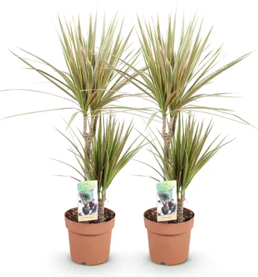 Zdjęcie produktu dla Dracaena marginata Bicolor - latwa w pielegnacji drzewko smocze, 17cm, wysokosc