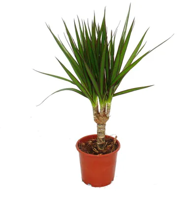 Produktbild von Drachenbaum - Dracaena marginata - 1 Pflanze - pflegeleichte Zimmerpflanze - Palme