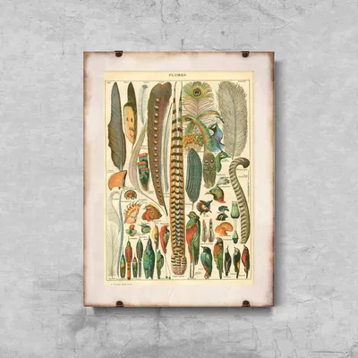 Produktbild von Poster - Canvas - Leinwand - 42 cm x 59,4 cm - Feder brüstet Adolphe Millot
