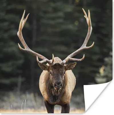 Produktbild von MuchoWow® Poster Hirsch - Baum - Geweih 30x30 cm - Wandposter - Printing