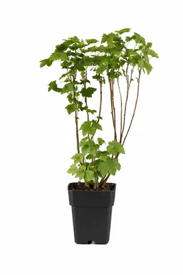 Produktbild von Schwarze Johannisbeere Ben Nevis 50–60 cm – Ribes nigrum, großfrüchtig, winterhart, ertragreicher Beerenstrauch für Garten & Kübel
